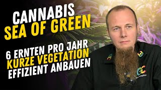 Sea of Green (SOG) - Anbau Methode mit bis zu sechs Ernten jährlich sind möglich so wird es gemacht.