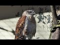 ferruginous hawk