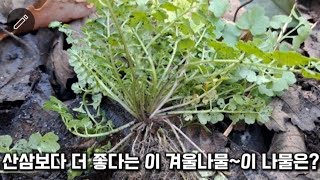 황새냉이 산삼보다 더 좋다는 이 겨울나물 약초/건강정보 HERBS