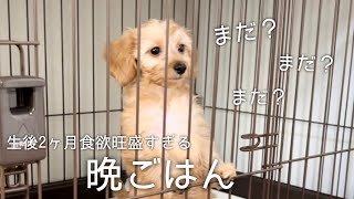 食欲旺盛すぎる生後2ヶ月の赤ちゃん犬が可愛い♡晩ごはんに大興奮！【子犬0歳♀ダップー】