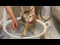 はじめてのシャワー【サイベリアン】how to wash your cat 猫の洗い方【ちゃこＴＵＢＥ】生後5か月【子猫】お湯のみ to clean my cat without soap