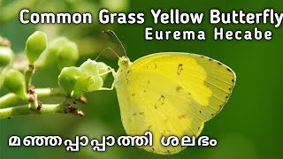 common grass yellow butterfly |  Eurema hecabe | manjappaappaathi | simimanizvideos @simimaniz