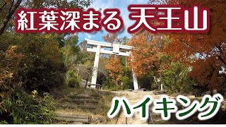 【低登山/ハイキング】紅葉シーズンに「天王山＆サントリー山」登ってきました（2024/12/05）