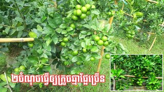 How to Grow a lemon at home to have more fruit/ វិធីដាំក្រូចឆ្មារនៅផ្ទះឲ្យមានផ្លែច្រើន #lemon