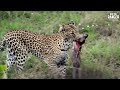 leopard catches baby warthog african safari action