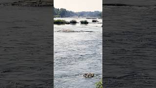 #Triveni sangam #river #Mysore #shorts