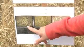 Geheimnisvoller Kornkreis in Raisting wird zur Touristenattraktion (Crop Circle in Raisting/Germany)