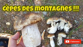 À la recherche des cèpes de montagne ! (Indices et habitats). [Cueillette  des champignons 2020]