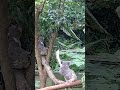 20240420 台北市立動物園 無尾熊 白屁屁