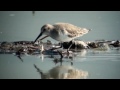 ハマシギ 冬羽 2 ／dunlin winter plumage 2