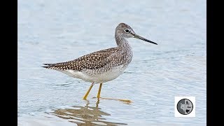 Greater Yellowlegs