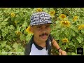 sundarapandipuram sunflower field surandai sunflower field dilrose vlog tamilnadu tourism tenkasi