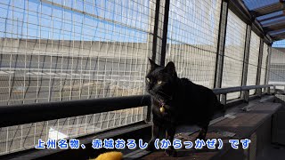 今日は風が強いので猫たちは日向ぼっこをしてのんびり過ごしています。