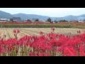 「彼岸花の里」紀行（京都丹波亀岡）／木村富男