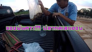 สูตรหมักไส้ปลานิล เหยื่อเด็ดตกปลากด Fishing bait for Catfish