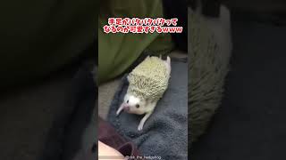 ハリネズミ見て癒されたら寝ろｗｗｗ #動物 #ハリネズミ #2ch動物スレ