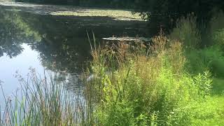 Relaxing with a Stork on the Pond, Ambient Nature Scene (1 hour)