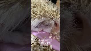 【ハリネズミ】ヒーターがあれば隠れもしない🦔　#ハリネズミ #小動物 #ペット