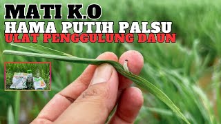 Cara tepat mengatasi ulat penggulung daun pelipat daun dan hama putih palsu HPP di tanaman padi