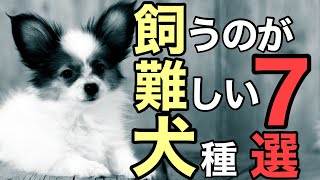 【雑学】人気犬種だけど飼うのが難しいといわれる犬種7選【雑学の王様】