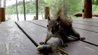 Squirrel comically mystified by elastic band around his peanut prank