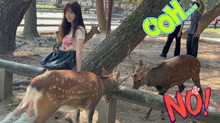 奈良県庁前の鹿と外国人観光客🦌奈良公園