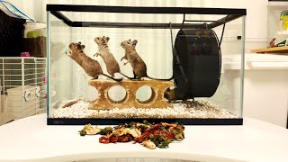 デグーのために乾燥野菜とフルーツを作ってみた Give dried vegetables to Degu