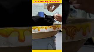 அப்ப எனக்கு பசிக்கும்ல | அட்டகாசம் பண்றானுங்க| #youtube #mandakkanam #voice #funny #cat #funnyvideo