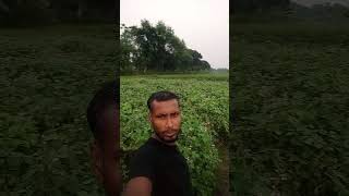 বিকেলে মাঠে