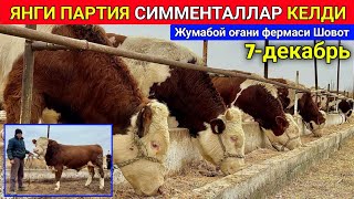 7-декабрь ЯНГИ ПАРТИЯ СИММЕНТАЛЛАР КЕЛДИ Жумабой оғани фермаси Шовот 2024 г.