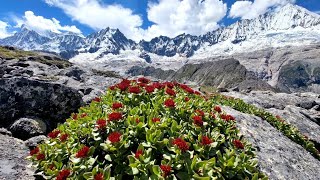 青藏高原最美植物大花红景天  The most beautiful plant on the Qinghai Tibet Plateau, Rhodiola grandiflora