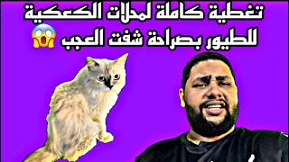 تغطية كاملة لمحلات الكعكية للطيور بصراحة شفت العجب 😱