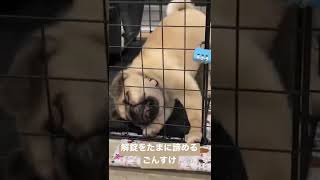 [パグ] ケージの鍵を開ける？諦める?2022年1月17日 #パグ #pug #子犬 #dog #犬猫 #ペット #赤ちゃん #baby