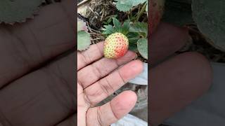 How does strawberry plant grow🍓🍓। স্ট্রবেরি ফল কি ভাবে  বড় করলাম 🍓🍓#short#shorts#strawberry fruit