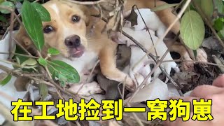 在工地捡到一窝小狗崽，将他们安顿好后，给他们做新家