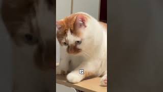 funny animals 小貓咪生氣了～它可真愛跟我互動哈哈哈～ #lovelypet #cat #funnyanimals #宠物 #萌宠 #寵物搞笑視頻