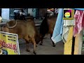 రోడ్డుపై ఆవుల హంగామా జనాల తిప్పలు చూడండి dangerous bulls fight on road