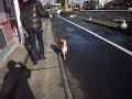 柴犬のクロちゃんがリーマのペットホテルに来てくれました（●＾o＾●）