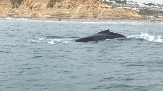 Watch a Humpback Whale Get Untangled From Fishing Lines