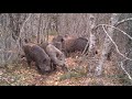 cinghiali in un bosco del parco nazionale dei monti sibillini