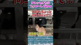 【動物おもしろ】爆笑動物アフレコ🤣あり得ないことをする犬、猫・おもしろ犬、猫・ハプニング集8.5-8　#shorts