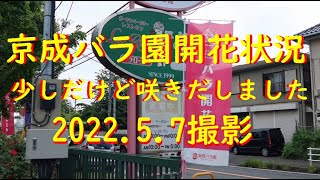 【京成バラ園開花状況】5月7日の開花状況。まだ見頃ではありませんが、少しずつですが春バラが咲き始めてきました！　コメント、チャンネル登録よろしくね♪