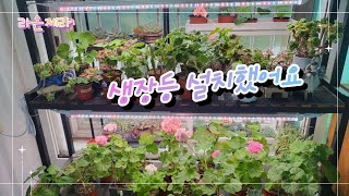 24.07.10 식물등(생장등)설치했어요~^^#베란다꽃  #베란다제라늄 #gardening #garden #plants #제라늄#페라고늄#pelargonium#inquinans