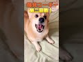 爆発コーギー コーギー こむぎ 犬