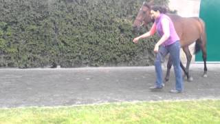 Oscar 3 year old gelding. Nicky Henderson