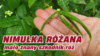 Nimułka różana - mało znany szkodnik róż || Rozaria.pl