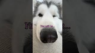 popular👗👠💋 you gonna be #popular #dog #husky #pets #funny #cute #fyp #arianagrande #wicked