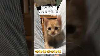 足の間ずっとジャンプする子猫🐈