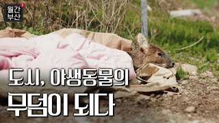 [월간부산] 야생동물과 인간이 공존하는 세상이 오기를 바래봅니다😌 | KBS 230425 방송