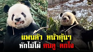 แพนด้า หน้าคุ้นๆ หักไม้ไผ่ คนดู ตกใจ